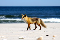 Jersey Beach Fox