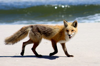 IBSP Fox
