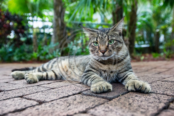 Ernest Hemmingway 6-toed cat, a direct decendent of Hemmingway's pet cats in Key West, FL.