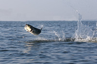 GIANT bluefish (20 pound class)