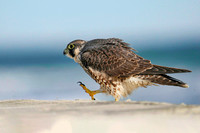 peregrine falcon (juvenile)