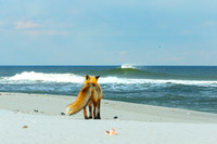 BEACH FOX OCEAN COUNTY