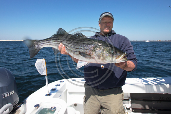 Tom Lynch holds a nice striper aboard Ted Tafaro's REEL FREEDOM (credit: Ted Tafaro/Angry Fish)