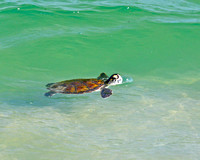 NJ Sea Turtle
