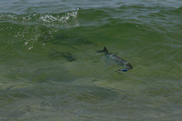 hooked bluefish with trailers looking to steal something they really do not want -
