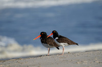 Oyster catchers