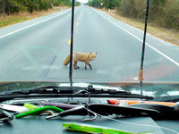 Fox on the hard road.