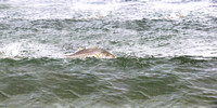 BASS CHARGING THROUGH PEANUT BUNKER IN NEW JERSEY SURF