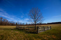 The Mercer Oak - Princeton Battlefield