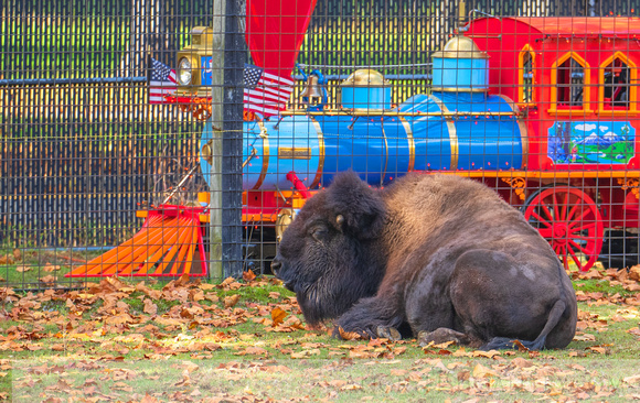 Bison / / Bergen County Zoological Park