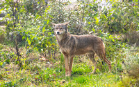 Red Wolf / Bergen County Zoological Park
