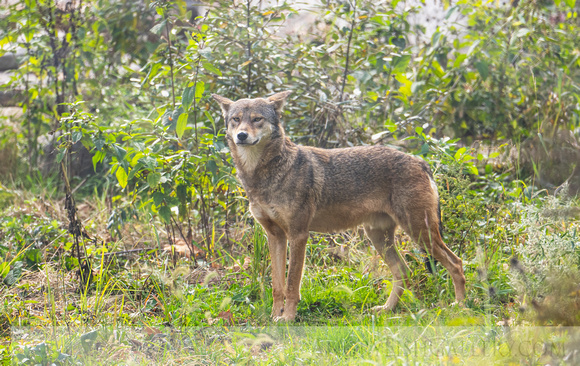 Red Wolf / Bergen County Zoological Park