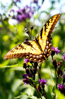 Bowman's Hill Wildflower Preserve