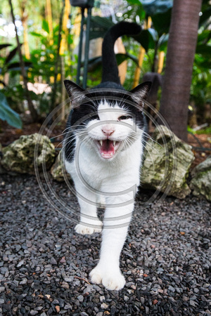 Ernest Hemmingway 6-toed cat, a direct decendent of Hemmingway's pet cats in Key West, FL.
