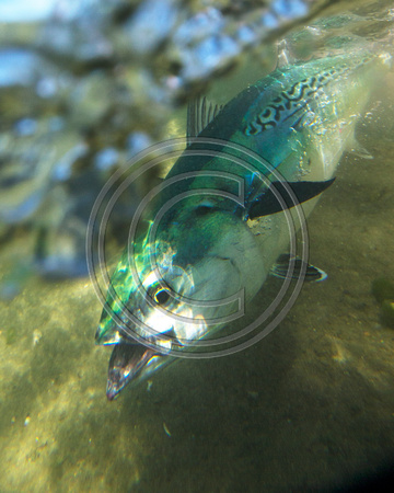 False Albacore  - Marthas Vinyard - Prized inshore light tackle gamefish - has a cult following...