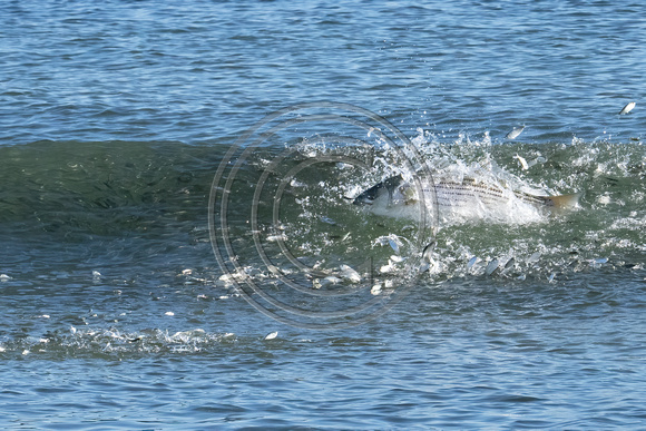 Striped Bass attacking peanut bunker