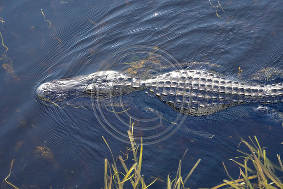 Local Alligator