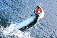 180 Pound Tarpon - published On The Water