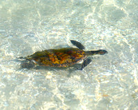 Sea Turtle / Island Beach State  Park