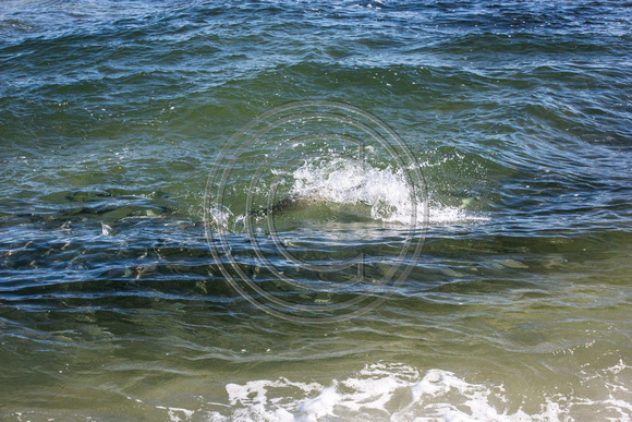 Bass attacks herring a few feet from shore.