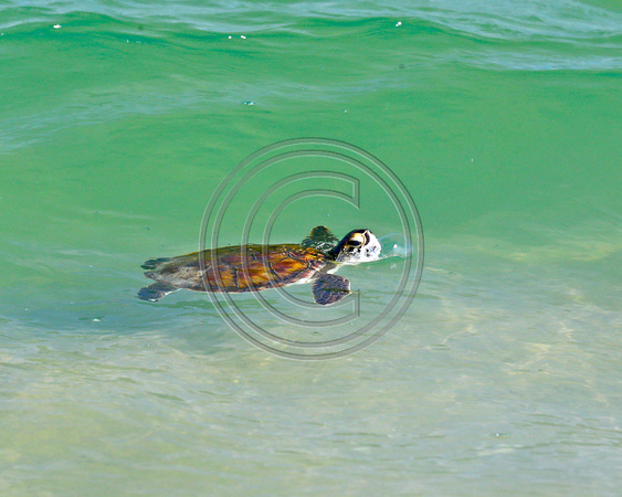 IBSP Sea Turtle