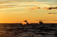 sunset humpback whale off Gloucester