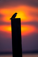 sunset shore bird