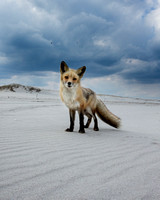 Beach fox - IBSP