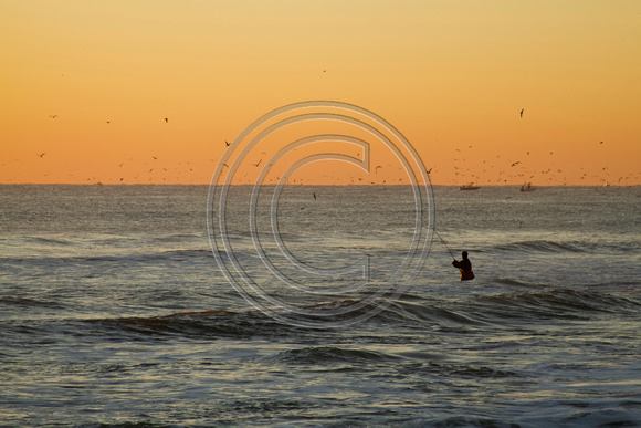 A surfcaster battles a striper in the early morning.  Gulls mark the the feeding school of fish.