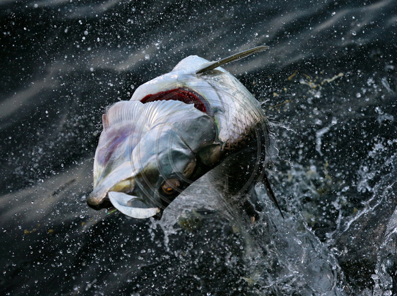 SPORT FISHING