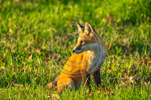 Red Fox Monmouth County