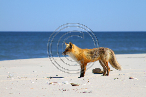 Red Fox on the beach