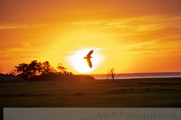 Osprey sunset on Barnegat Bay