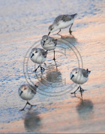 Sandpipers - Shark River Inlet