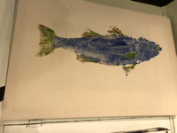 #15 striped bass  fish print / gyotaku stretched canvas 24x36    340