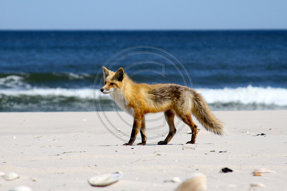 NJ Beach Fox