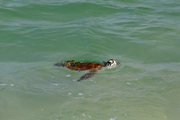 38 Kemp's Ridley sea turtle - Ocean County, NJ