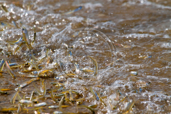 bay anchovies / rain fish / white bait