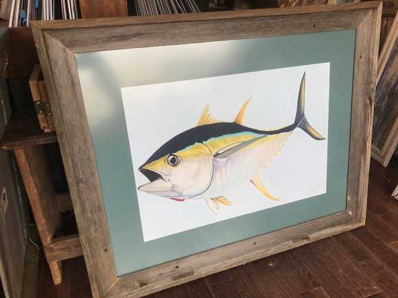 "Yellowfin" - CJ Davitt.  Pencil on Paper (Artist Proof) 18x24 framed in reclaimed wood 550