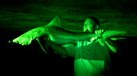 Nightime August Brown shark at IBSP