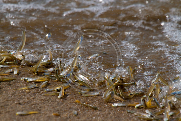 bay anchovies / rain fish / white bait