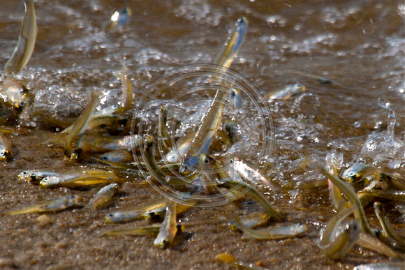bay anchovies