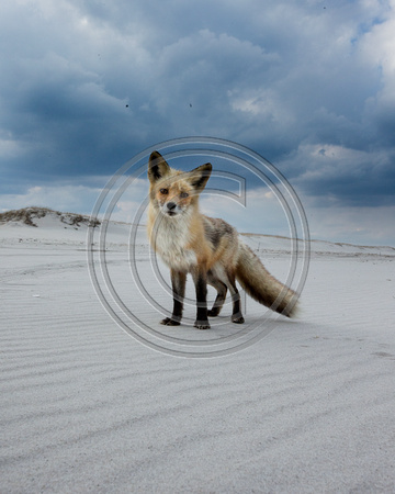 Red fox - Island Beach State Park