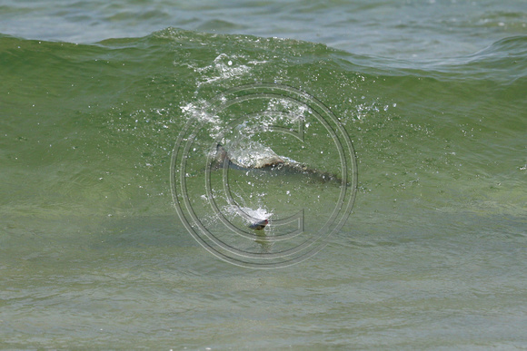 A STRIPED BASS peels off froimn striking surface lure in teh Ortley surf