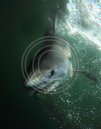 Mako shark 50 miles off NJ Coast (color)