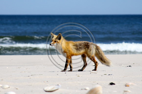 Blue Water, Red Fox