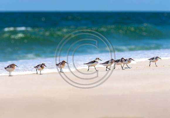 sanderlings