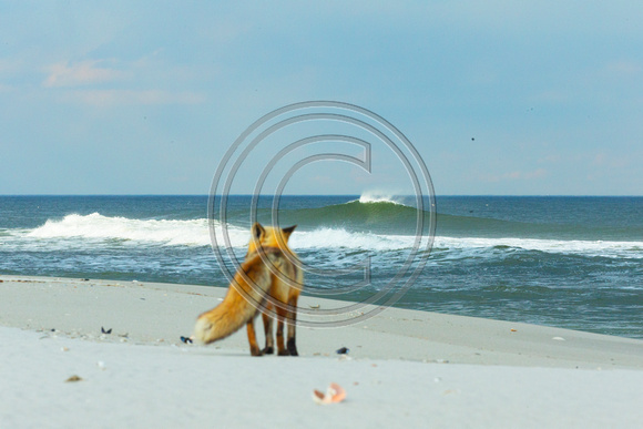 IBSP surf check - red fox