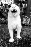 Hemingway Cat #6 - Key West, FL