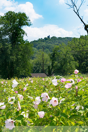 Bowman's Hill Wildflower Preserve